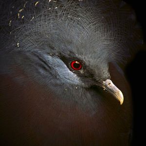 Jan. 2017 - Australia and the Islands - Victoria Crowned Pigeon
