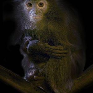 Jan. 2017 - Asia Quest - Silvery Leaf Langur