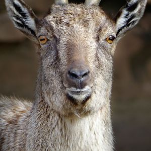 Jan. 2017 - Asia - Quest - Female Markhor