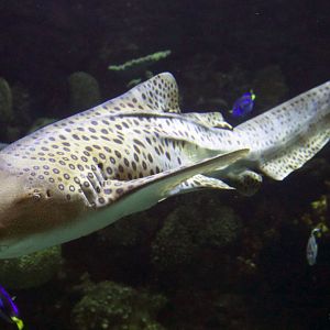 Jan. 2017 - Discovery Reef - Zebra Shark