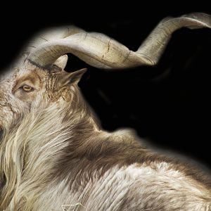 Jan. 2017 - Asia Quest - Markhor Male