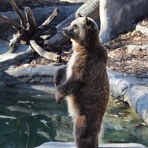Standing Grizzly Bear Cleveland Metroparks Zoo