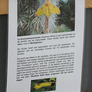 Sign Madagascar moon-moth