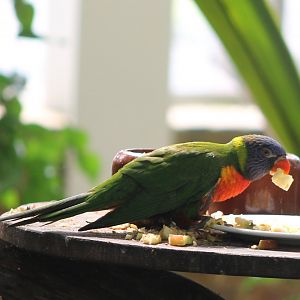 Rainbow lorikeet