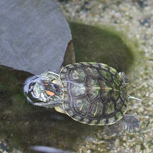 Red-eared Slider