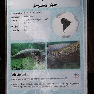 ID-card Arapaima