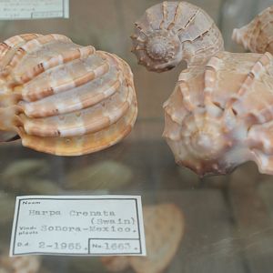 Shells