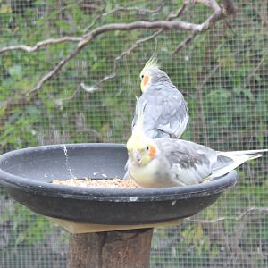 Cockatiels