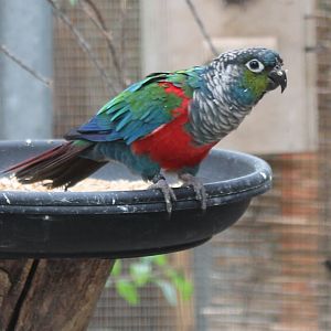Crimson-breasted conure