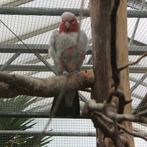 Galah