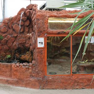 Enclosure Bearded dragons
