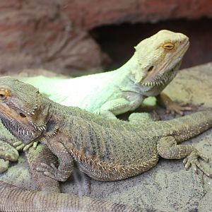Bearded dragons