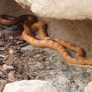 Cornsnakes