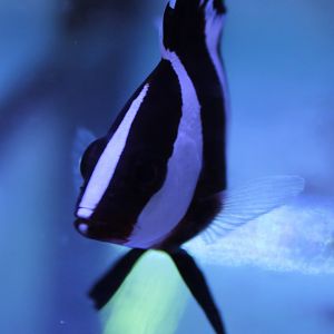 Juvenile Emperor snapper (Lutjanus sebae)