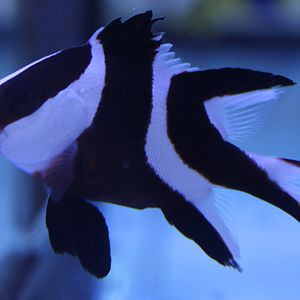 Juvenile Emperor Snapper (Lutjanus sebae)