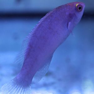 Wrasse ID