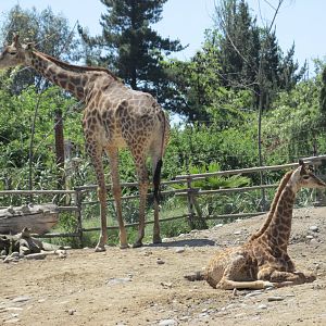 reticulated giraffes buin zoo