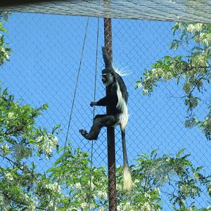 colobus monkey buin zoo