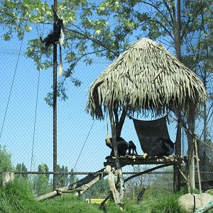 colobus monkeys buin zoo