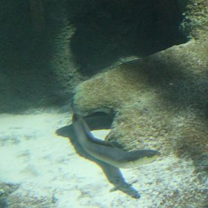 European eel