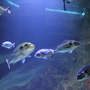 Fishes in the Tunnel-bassin