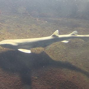 Smooth hound