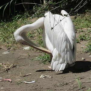 great white pelican buin zoo