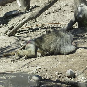 hamadryas baboon buin zoo