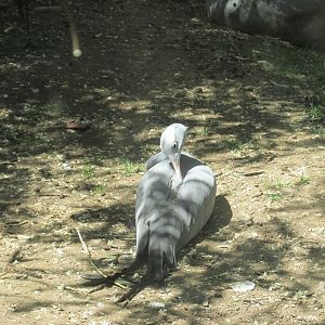 blue crane buin zoo