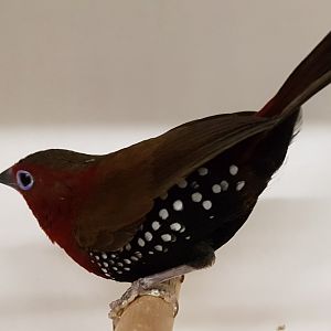 Red-throated twinspot