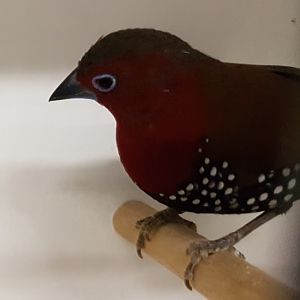 Red-throated twinspot