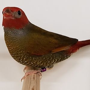 Orange-winged pytilia