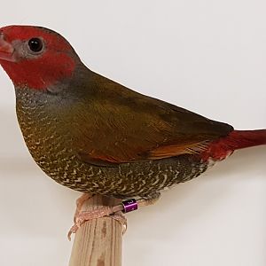 Orange-winged pytilia