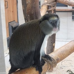 Campbell's Guenon
