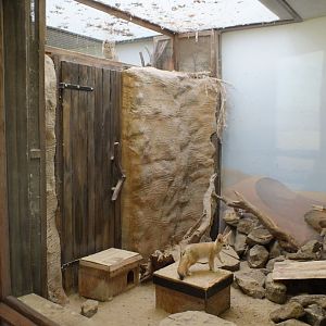 Sand Cat Watching the Fennec Fox