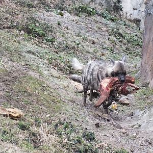 Striped Hyaena Taking its Food for a Walk