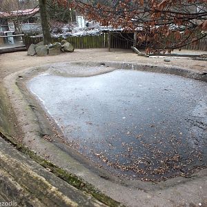 Pygmy Hippo Outdoor Enclosure