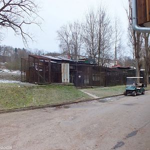 Row of Offshow Cages Holding Various Small Cats