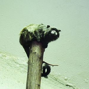 Graell's Tamarin