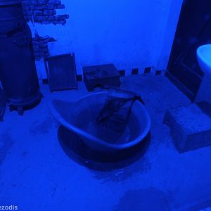 A Typical Australian Bathroom, Complete with Water Rat