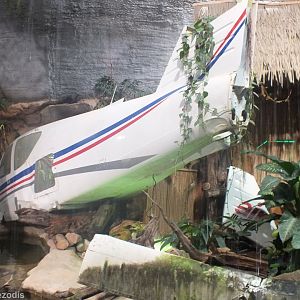 Crashed Plane in the Tropical House