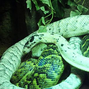 Jamaican Boa Colour Mutations