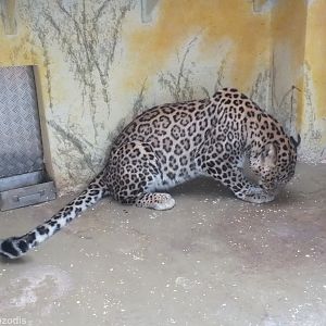Persian Leopard