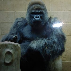 Longleat Gorilla Nico at Bristol 1991