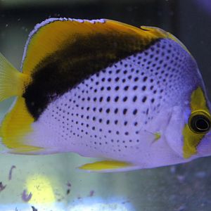 Chaetodon declivis - Marquesas butterflyfish