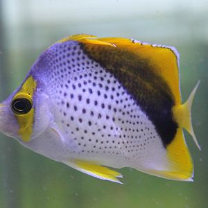 Chaetodon declivis - Marquesas butterflyfish