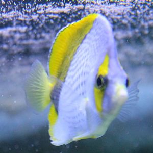 Chaetodon declivis - Marquesas butterflyfish