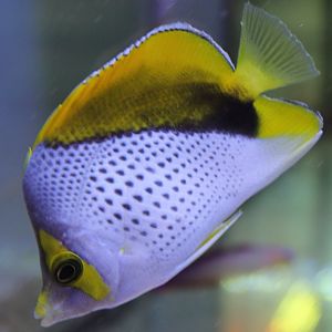 Chaetodon declivis - Marquesas butterflyfish