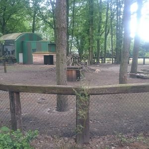 Muntjac-enclosure