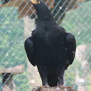 Verreaux's eagle